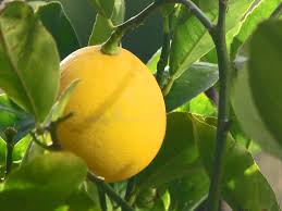 I also left one cubannel pepper on and it has turned from. Meyer Lemon Wikipedia