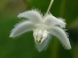 Image result for Pergularia daemia