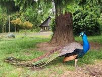 8:30 am – Mildred Kanipe Memorial County Park – Bird Field