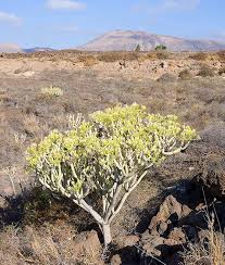 Image result for Kleinia