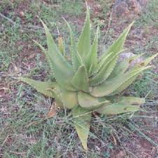 Image result for Blepharis swaziensis