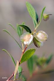 Image result for Landolphia lanceolata