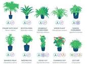 NASA Reveals A List Of The Best Air-Cleaning Plants For Your Home ...