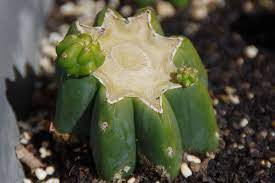 It was named after saint peter supposedly because it was, like peter, thought to hold the keys to heaven. File Echinopsis Pachanoi San Pedro Cutting Jpg Wikimedia Commons
