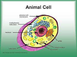 Our discussion starts by giving you the persons who contribute in the study of cells. Pin On Cell Parts And Functions