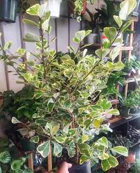 Image result for Ficus triangularis