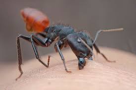 The dinoponera ant is the largest living ant species in the world. Giant Ant Biting Me Ouch Macro And Still Life Photography Forum Digital Photography Review