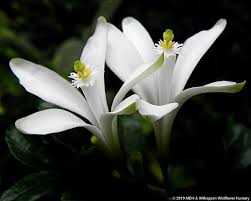 Image result for Turraea obtusifolia