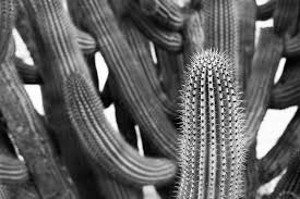 Black And White Plants Aesthetic Plants Nick Price Photography Black And White Picture Wall Black And White Aesthetic White Plants