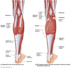 Hamstrings these muscles which form the back of the thigh flex your knee and human body diagram printable on diagram site. Calf Pain In Runners 9 Causes And Considerations From Footwear To Form Mountain Ridge Physical Therapy