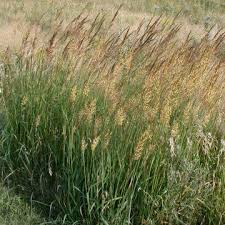 Image result for Sorghastrum