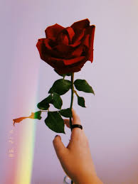 Sad Rose Aesthetic Wallpapers Top Free Sad Rose Aesthetic Backgrounds Wallpaperaccess Download the perfect aesthetic pictures. sad rose aesthetic wallpapers top
