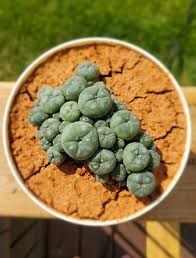 Image result for Loxodera caespitosa