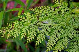 Image result for Lindsaeaceae