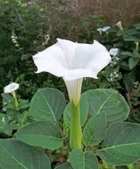 Image result for Datura