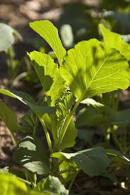 The roots of a collard plant easily reach depths of 2 feet of more. How To Grow Collards Harvest To Table