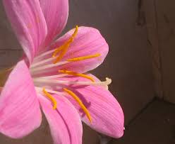We did not find results for: Different Types Of Lilies Flower Press