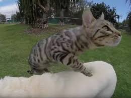 Wir bieten ihnen, hintergrundbilder herunterladen bengal katze, 4k, haustiere, graue katze, niedliche tiere, gefleckte katzen, rassen von kurzhaarigen katzen aus einer reihe von kategorien tiere die für. Bengal Katze Alle Infos Und Tipps Zur Rasse