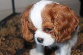 We do not allow texas breeders, adoption centers, rescues or shelters to list shih tzus for free in texas. Pin By Jan Mayer On Cavalier King Charles Cavalier King Charles Dog King Charles Cavalier Spaniel Puppy Cavalier King Charles