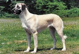 Anatolian Shepherd Dog Dog Breed Information Anatolian Shepherd Dog Anatolian Shepherd Puppies Anatolian Shepherd