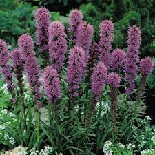 Pin On Cut Flowers Garden Look