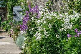 We did not find results for: Add Height To Your Garden With These Towering Perennials Hgtv