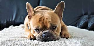 Bone, chew toy, collar, dog biscuits, leash, ball buy my dog bones, but if you or the owner of the dog has carpet i would recommend looking for. Why Do Dogs Dig At The Carpet Furniture Scratch Their Beds Daily Dog Stuff