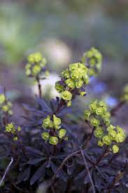 Der ausladende großstrauch wünscht sich durchlässigen, sandigen boden und hat eine ausgeprägte. 12 Stauden Fur Trockene Platze Im Schatten Freudengarten