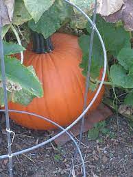Check spelling or type a new query. Sunny Simple Life Grow Pumpkins Vertically