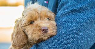 We do not breed with anxious, aggressive, nervous dogs, but we select our breeding dogs with good temperaments. Grooming Your Australian Labradoodle Lomond Hills Labradoodles