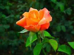 Rosa tea - Rose
