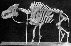 Their physical endurance far exceeds any capabilities that we can ever dream of the camel animal totem can spiritually provide us with protection and the energy required for endurance. Entelodont Wikipedia