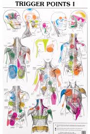 Trigger Point Referral Patterns Chart Prosvsgijoes Org