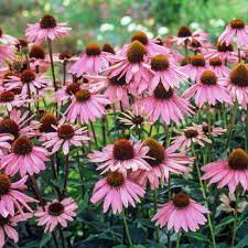Spring Hill Nurseries Purple Flowering Everblooming Coneflower Echinacea Live Bareroot Plants 3 Pack 08912 The Home Depot Purple Flowers Garden Tall Purple Flowers Echinacea Purpurea