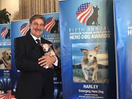 Harley The One Eyed Chihuahua Named 2015 American Hero Dog Dogtime