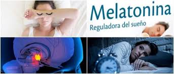 Es producida principalmente por la glándula pineal, y participa en una gran variedad de procesos celulares, neuroendocrinos y neurofisiológicos. Melatonina Que Es Para Que Sirve Funcion Efectos Secundarios Contraindicaciones Y Como Tomarla Arriba Salud