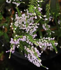 Image result for Fabiana imbricata