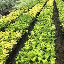 Image result for Eranthemum