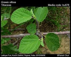 Image result for Grewia villosa