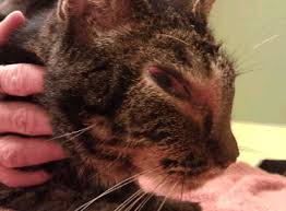 It is one of several forms of feline lymphomas. Lymphoma In Cats Mar Vista Animal Medical Center