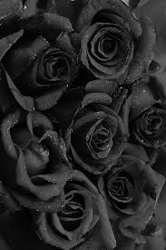 Pin By Nagham Mostafa On Cherno Beloe Black Roses Wallpaper Black Flowers Black Aesthetic Wallpaper