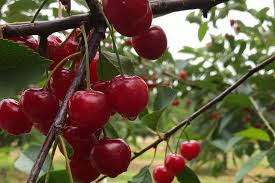 Shop.alwaysreview.com has been visited by 1m+ users in the past month Door County Cherries And Cherry Picking