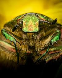 Image result for Buchnera cryptocephala
