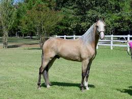 Silver buckskin miniature horse mare, beautiful buckskin billy idol troubadour bred filly in idaho. Equine Color Genetics Tennessee Walking Horse Horses Horse World