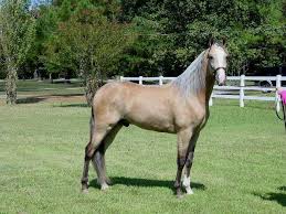 Larger photo as a weanling. Equine Color Genetics Horses Tennessee Walking Horse Horse World