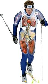 Sure, with skating you can go faster, but speed isn't everything unless you're competing for a medal. The Elite Cross Country Skier Provides Unique Insights Into Human Exercise Physiology Holmberg 2015 Scandinavian Journal Of Medicine Amp Science In Sports Wiley Online Library