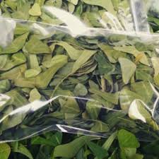 Daun yang sudah matang boleh dibuat ubat setelah mencapai tempoh empat bulan. Daun Rama Rama Rerama Kering 500g Shopee Malaysia