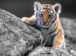 Thomas howell, charles durning, kelly preston. Save The Tiger Ompe Organisation Mondiale Pour La Protection De L Environnement