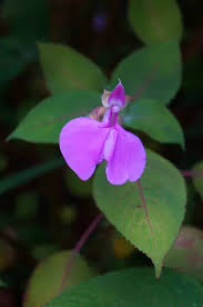 Image result for Impatiens apiculata
