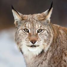 Campaigners are worried that unless our attitudes towards them change, they'll completely disappear from our country. The Uk S Extinct Animals Can We Bring Them Back Lynx Extinctanimals Rewilding Conservation Extinct Animals British Wildlife Animal Mural